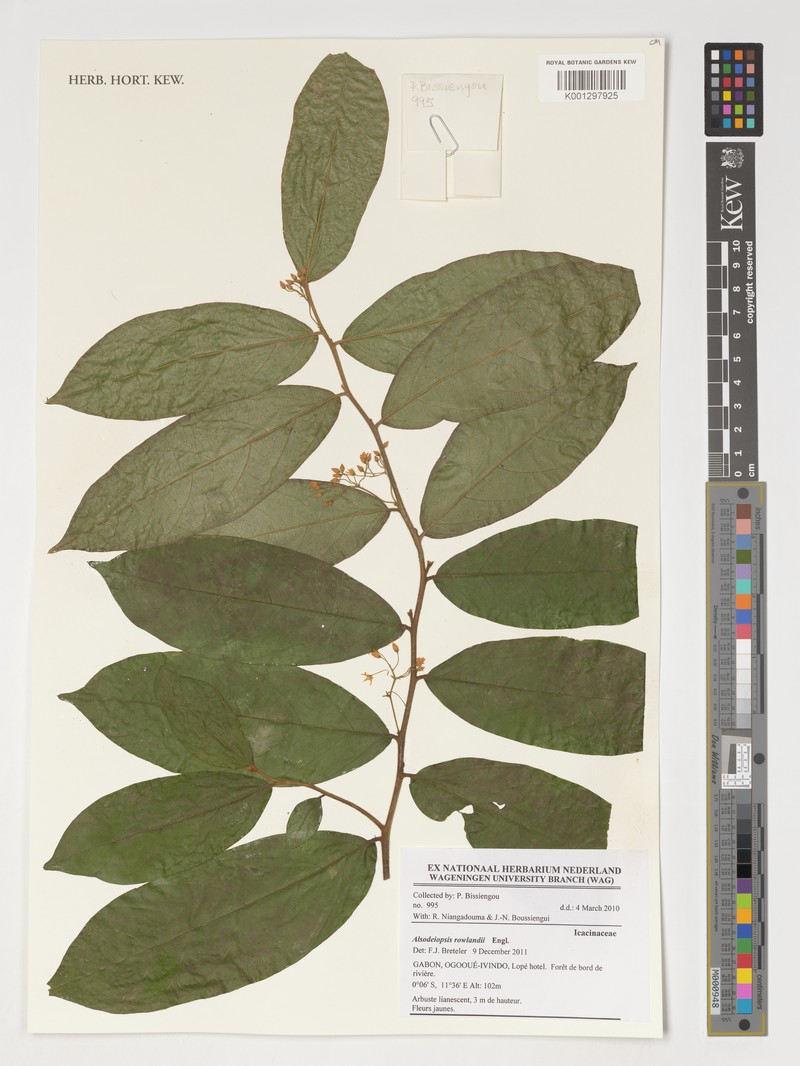 Alsodeiopsis rowlandii