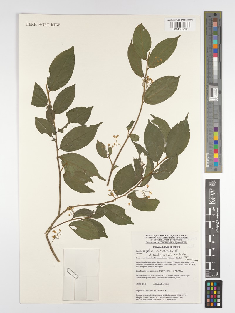 Alsodeiopsis rowlandii photo 2