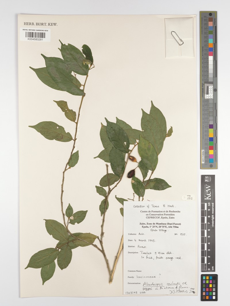 Alsodeiopsis rowlandii photo 3