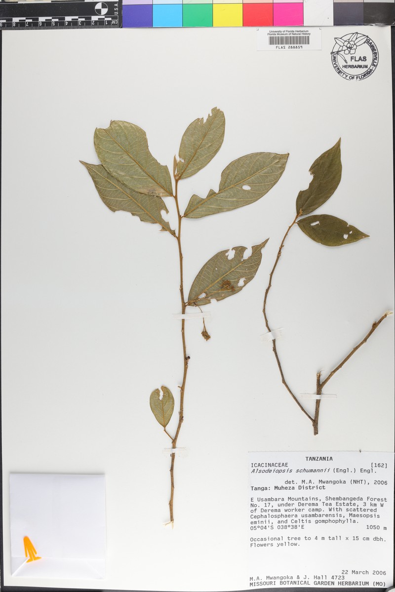 Alsodeiopsis schumannii