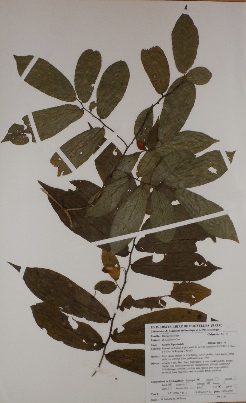 Alsodeiopsis staudtii