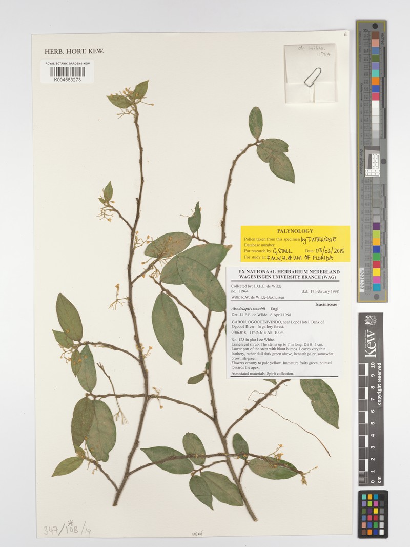 Alsodeiopsis staudtii photo 2