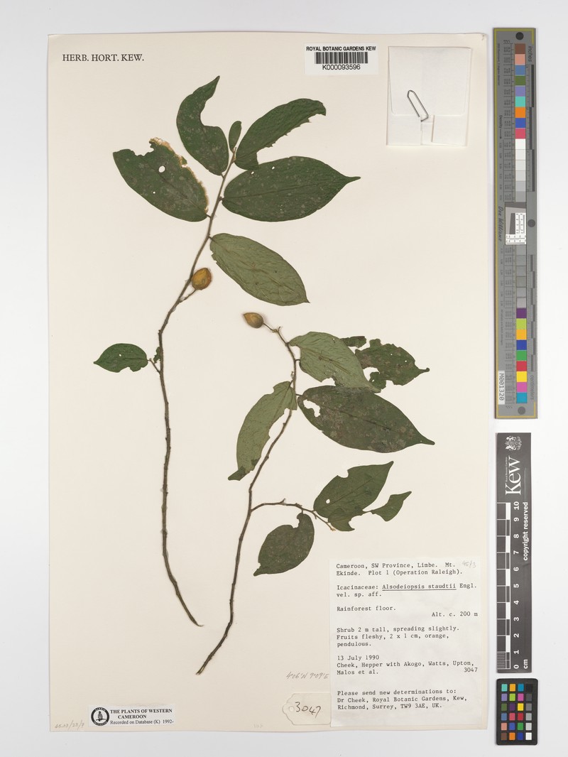 Alsodeiopsis staudtii photo 3