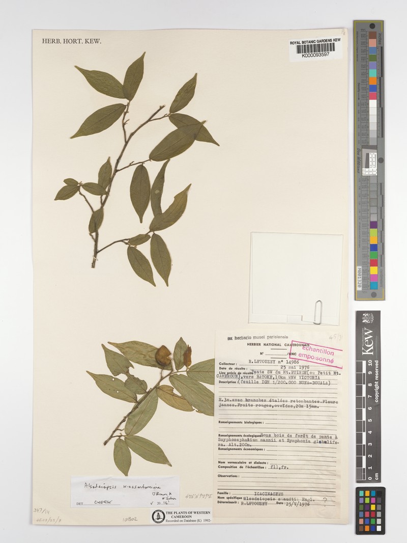 Alsodeiopsis staudtii photo 4