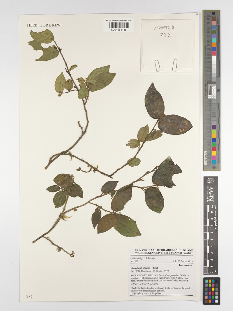 Alsodeiopsis staudtii photo 5