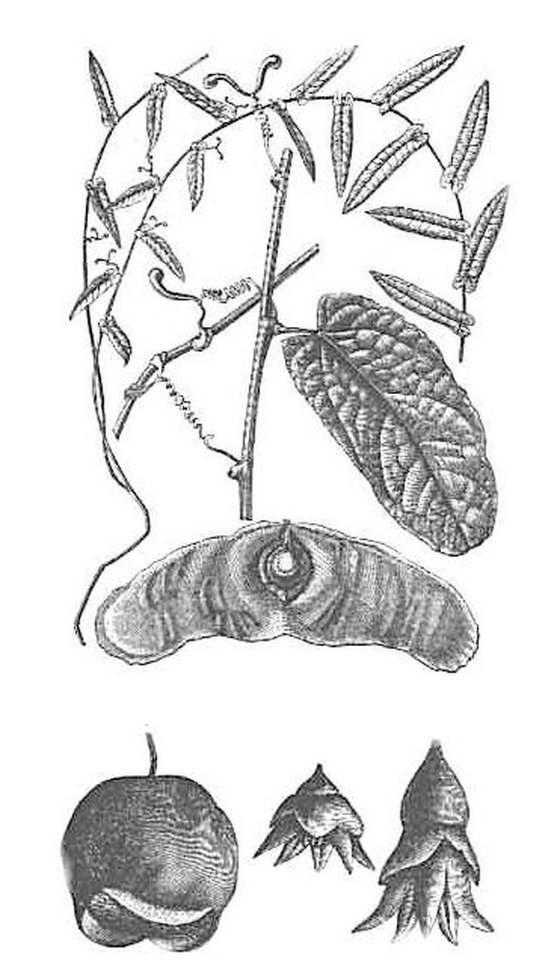 Alsomitra macrocarpa photo 2