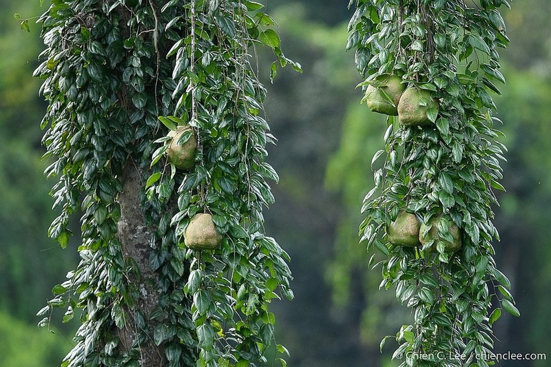 Alsomitra macrocarpa photo 3
