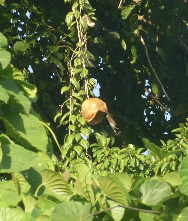 Alsomitra macrocarpa photo 4