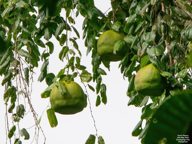 Alsomitra macrocarpa photo 6