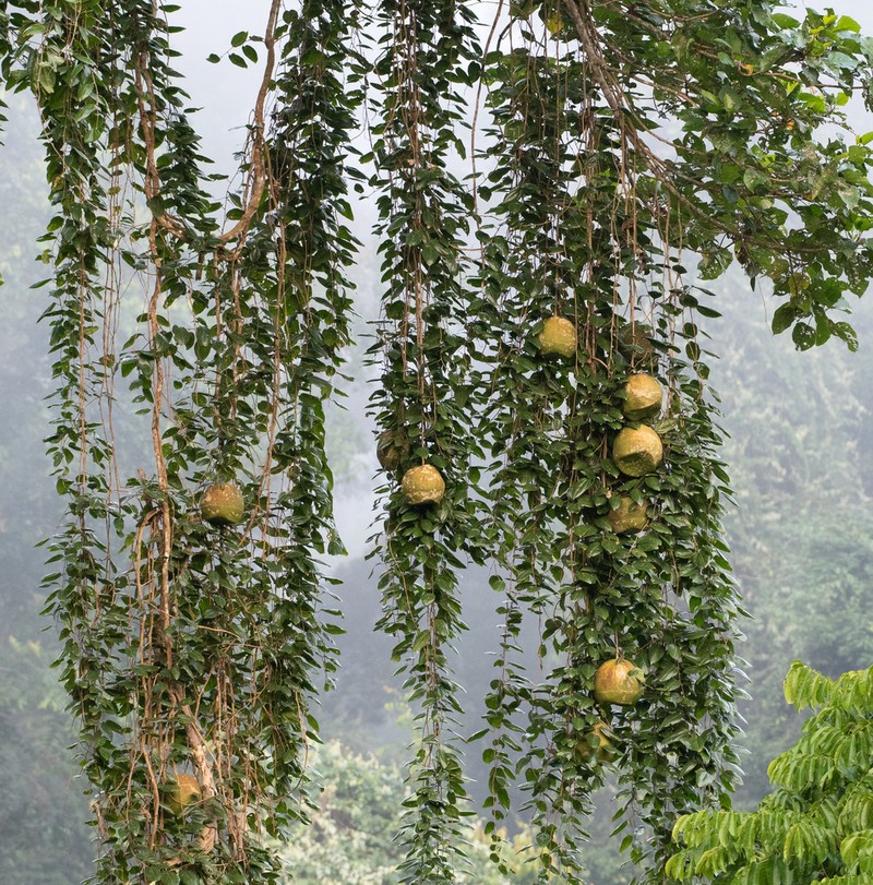 Alsomitra macrocarpa photo 7