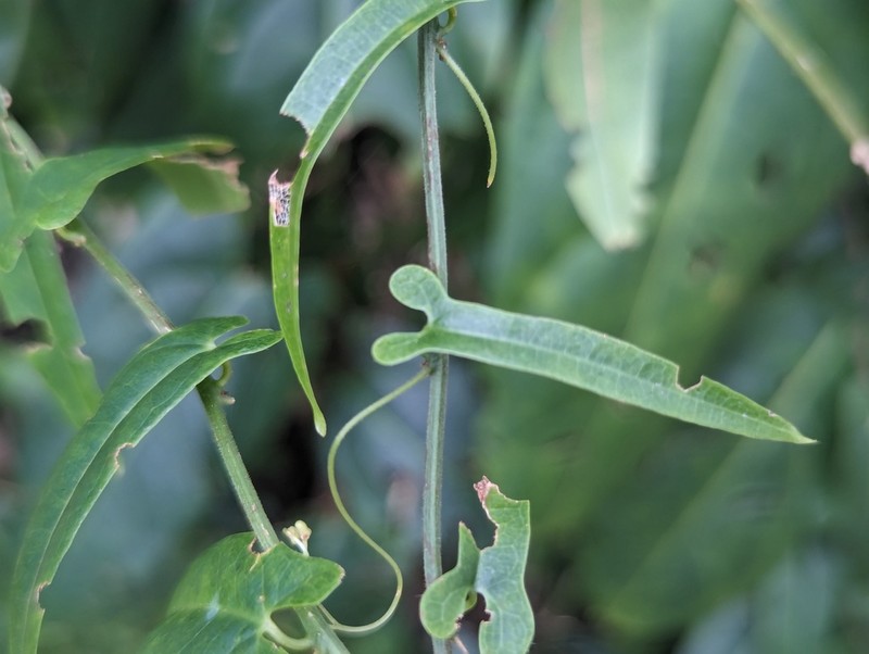 Alsomitra macrocarpa photo 8