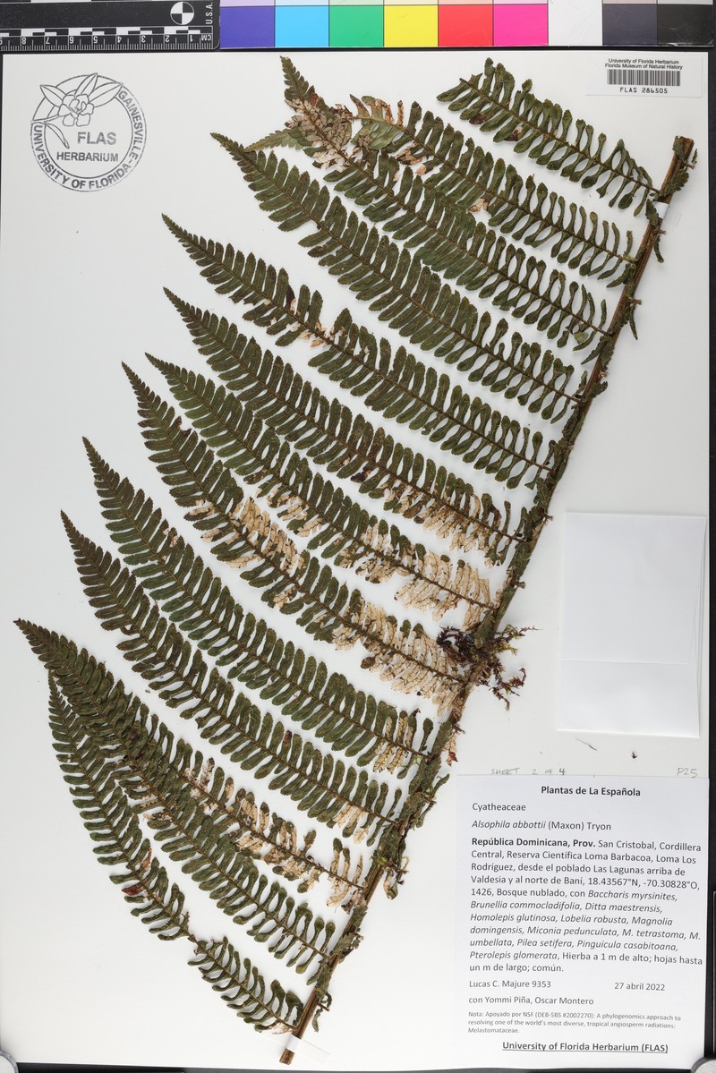 Alsophila abbottii photo 4