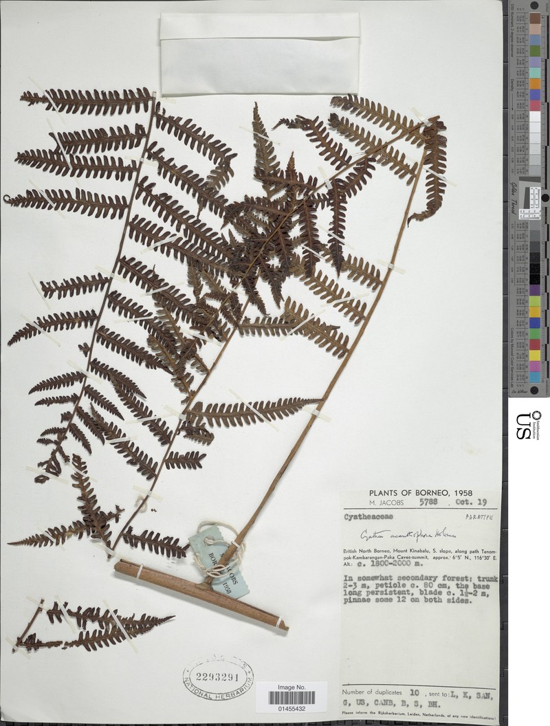 Alsophila acanthophora photo 3