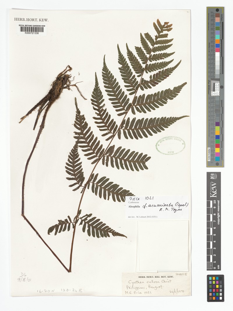 Alsophila acuminata