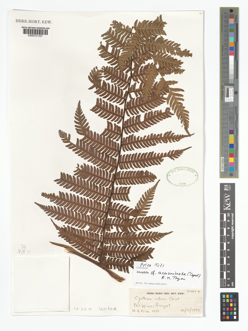 Alsophila acuminata photo 2