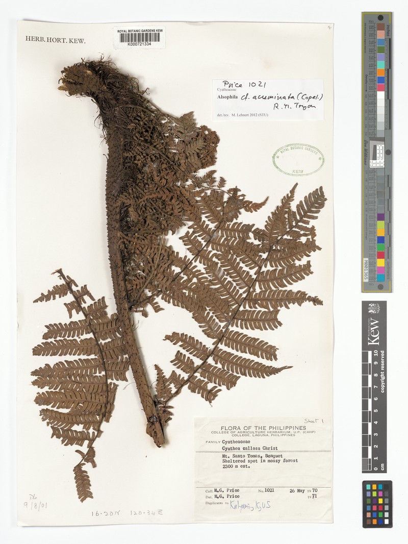 Alsophila acuminata photo 4