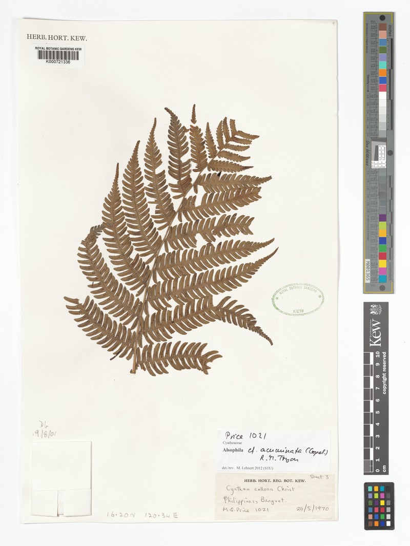 Alsophila acuminata photo 5