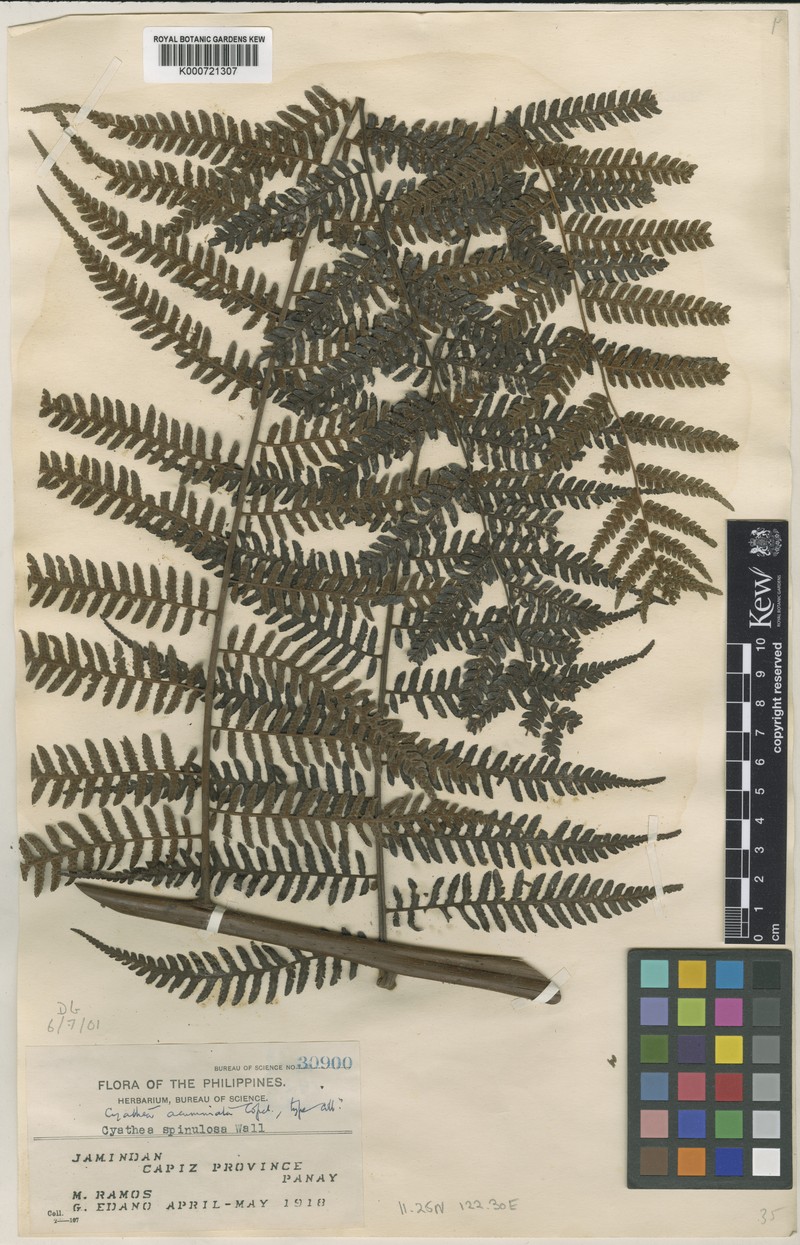 Alsophila acuminata photo 6