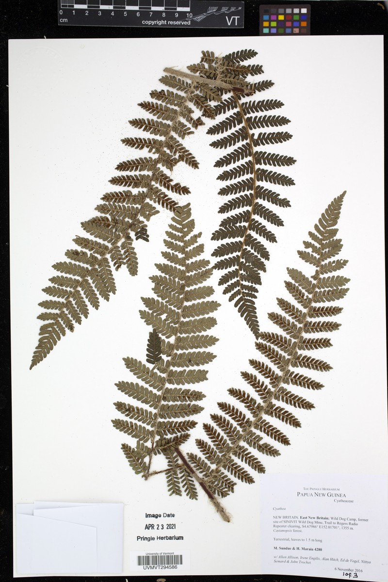 Alsophila albidosquamata
