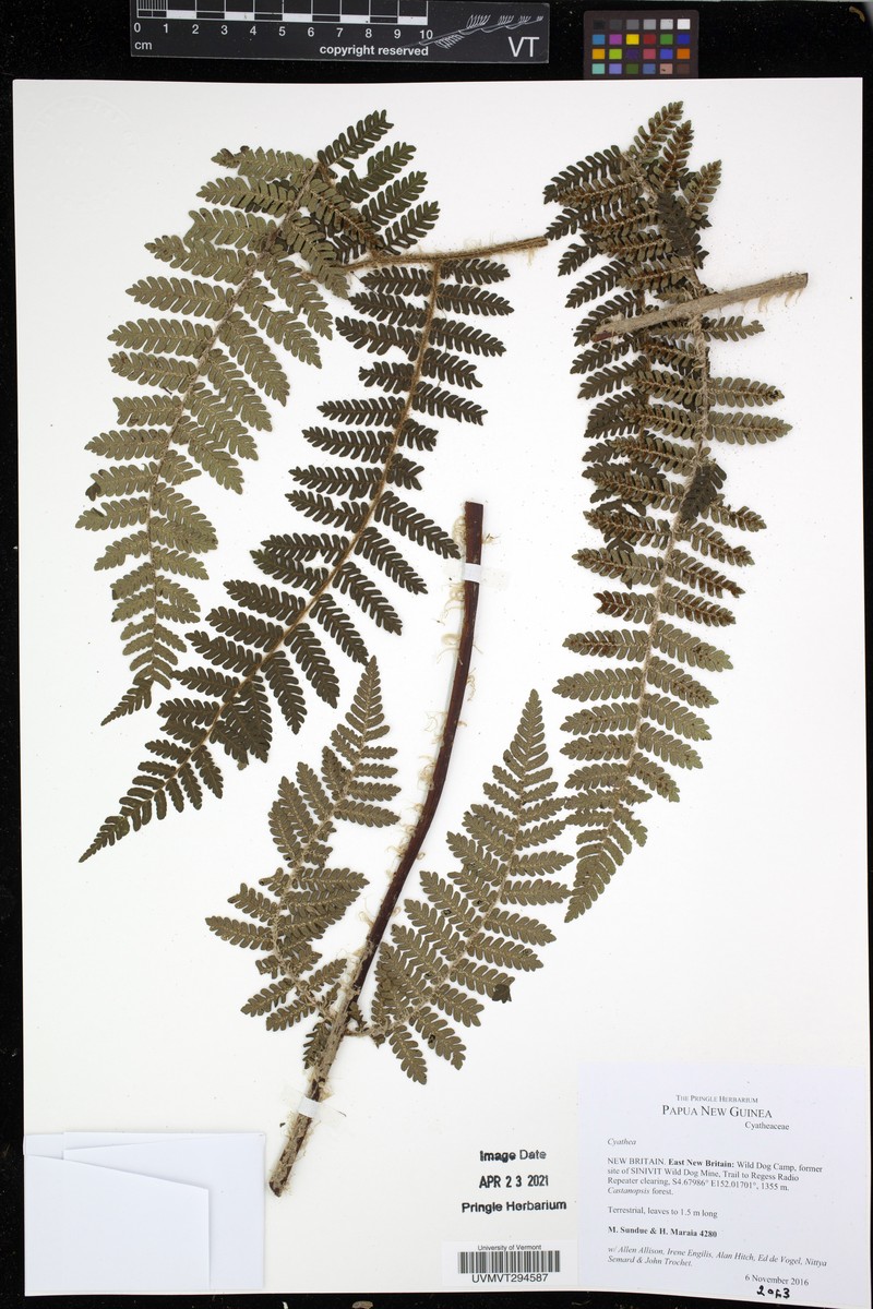 Alsophila albidosquamata photo 2