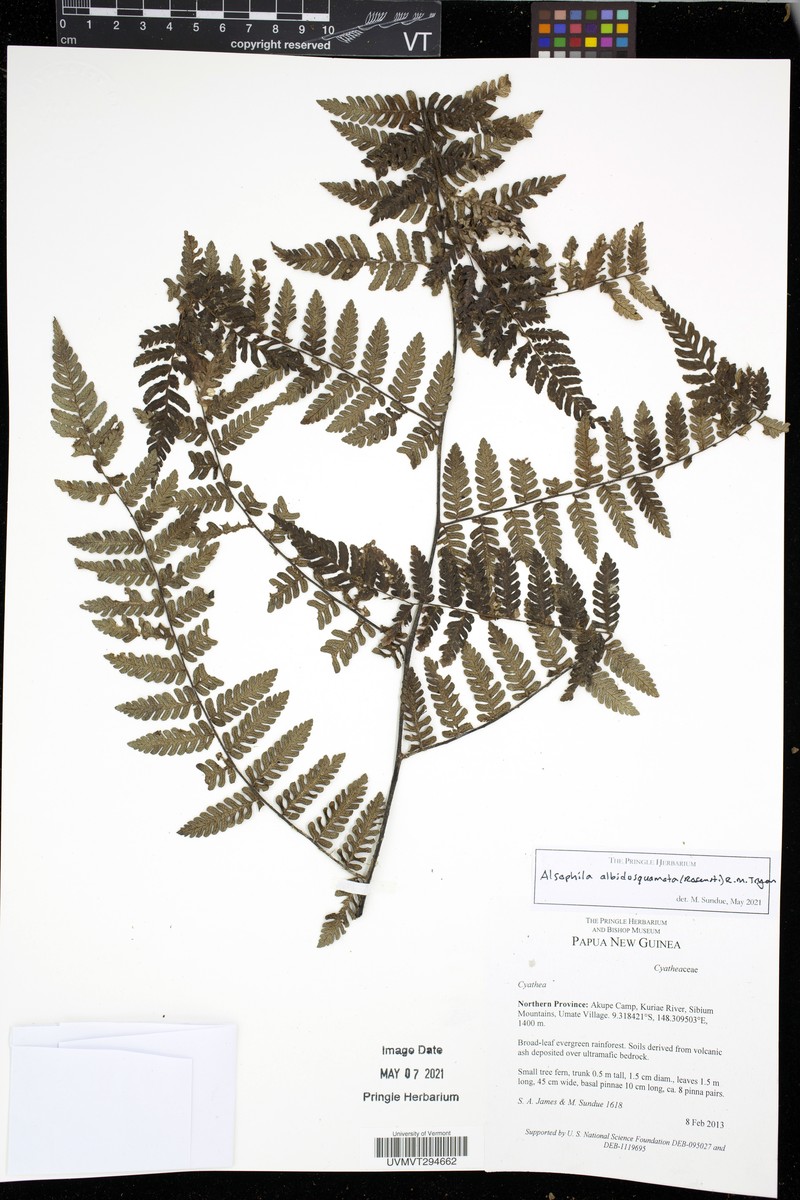 Alsophila albidosquamata photo 4