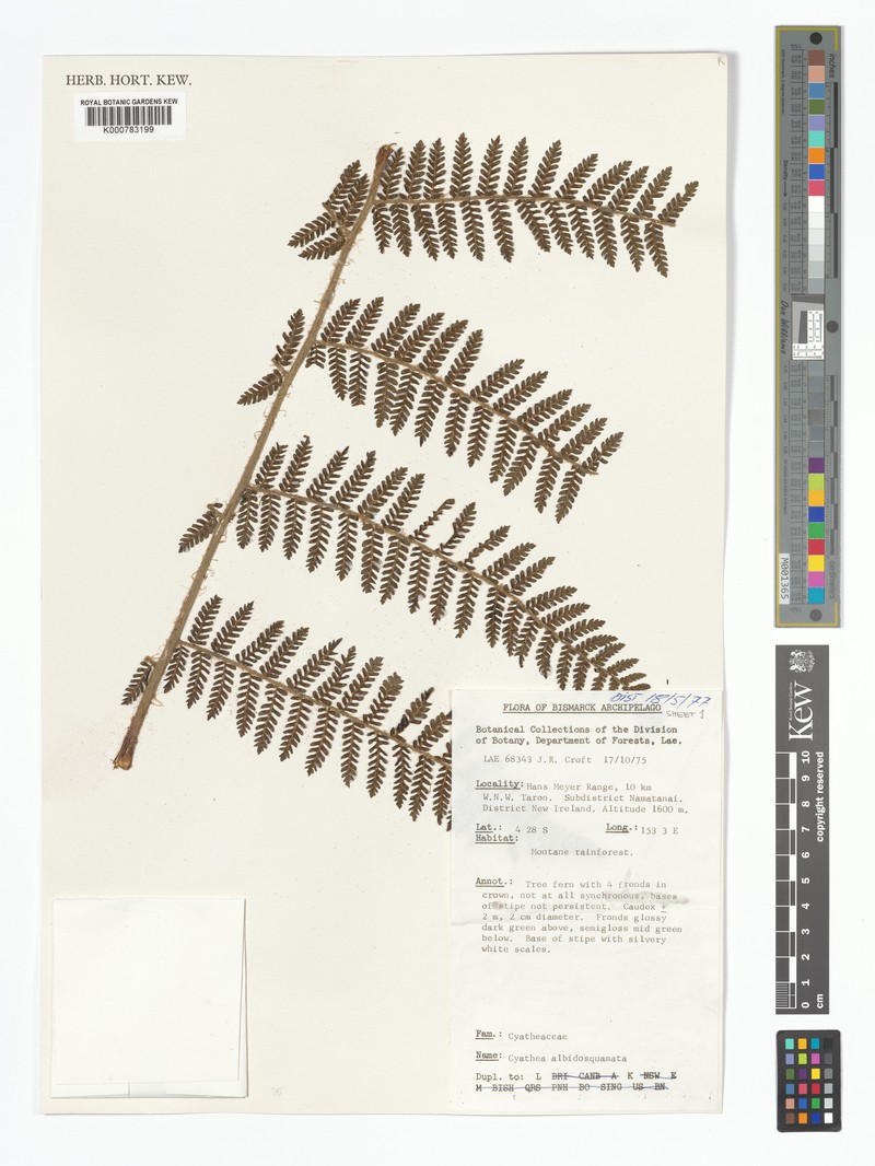 Alsophila albidosquamata photo 8