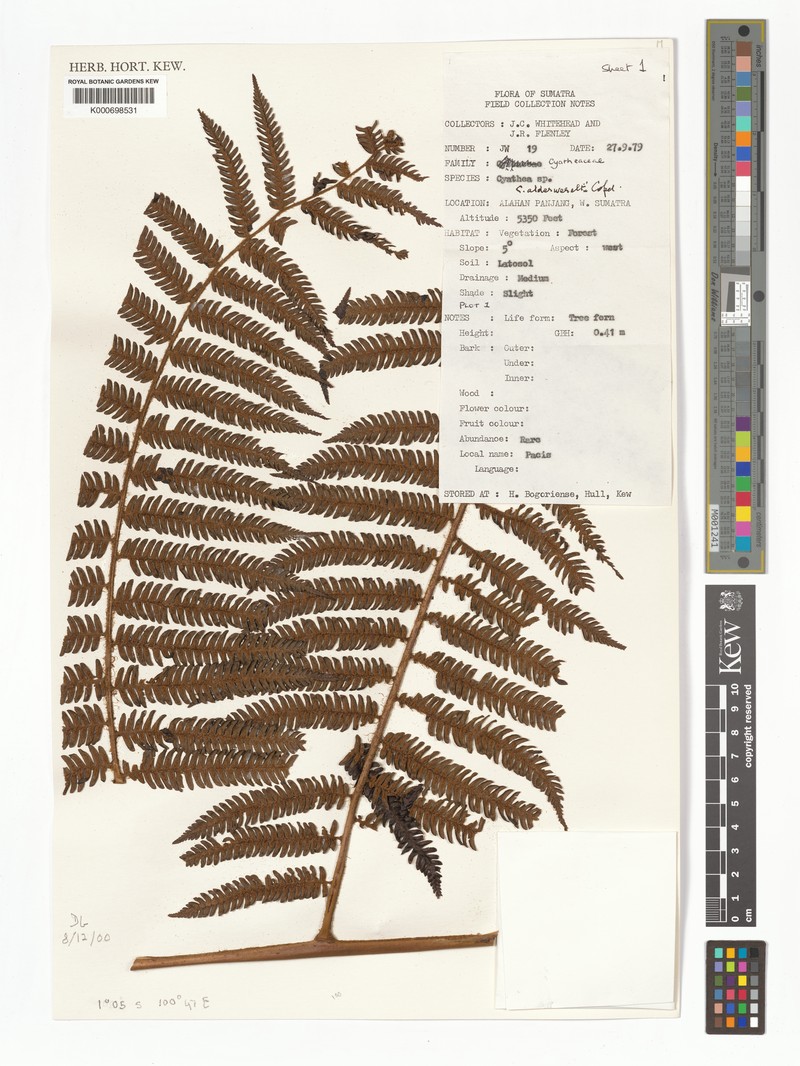 Alsophila alderwereltii photo 2