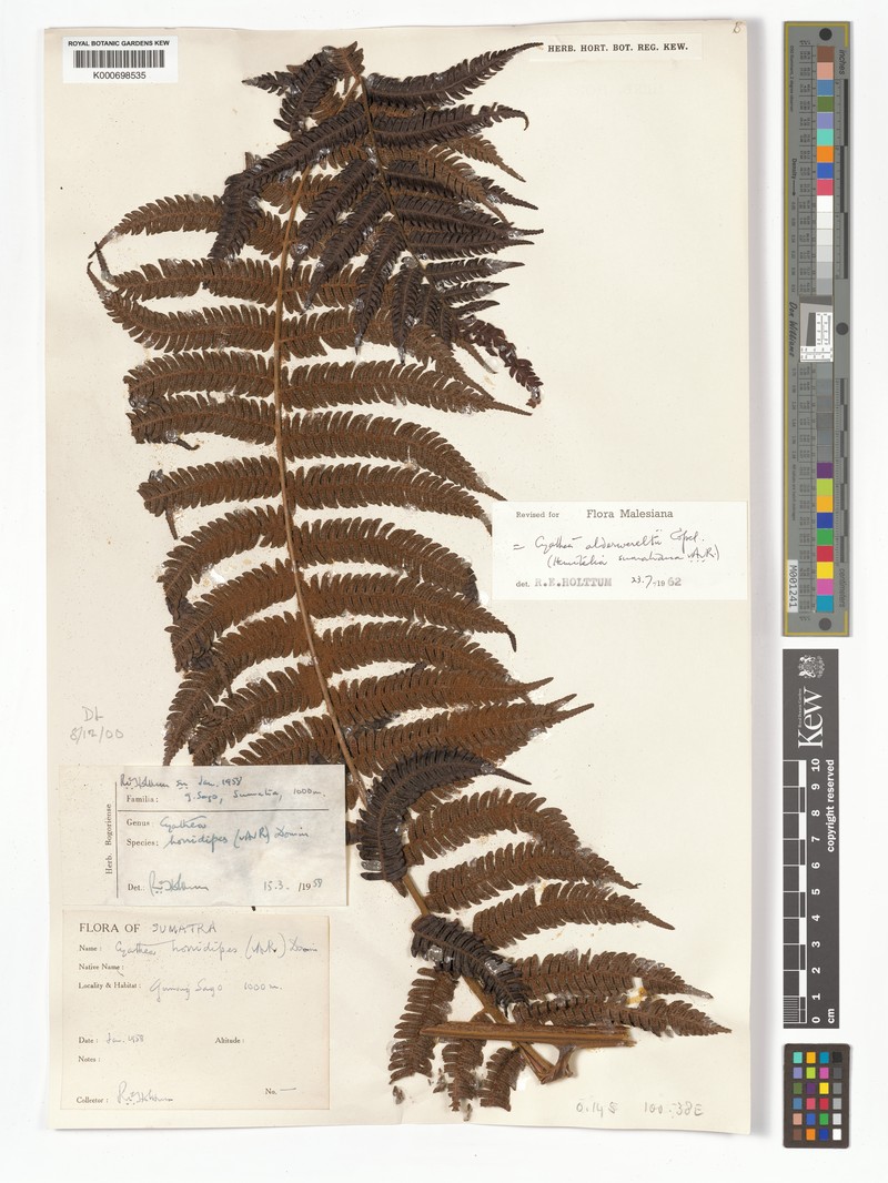 Alsophila alderwereltii photo 3