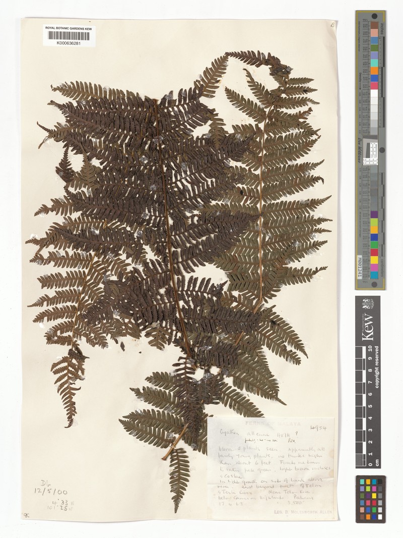 Alsophila alleniae