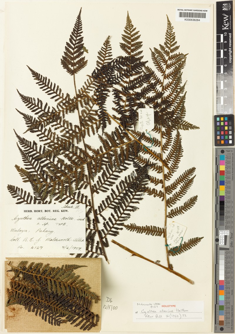 Alsophila alleniae photo 2