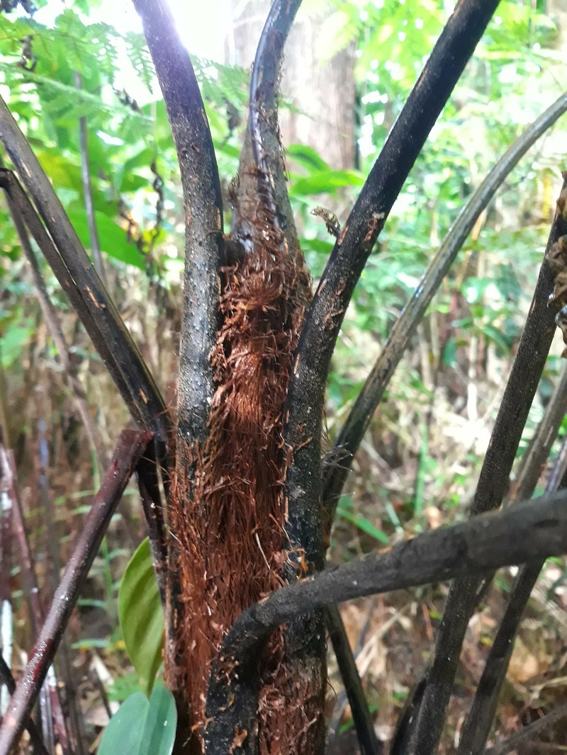 Alsophila alta photo 2