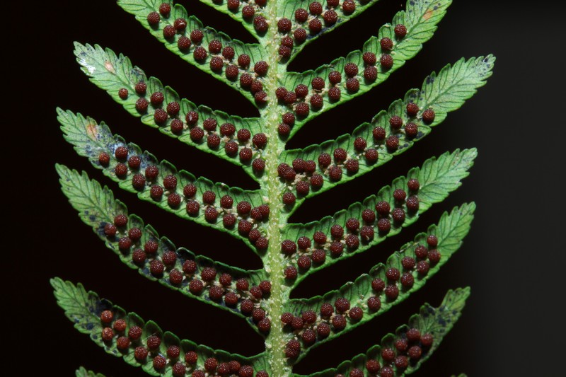 Alsophila alta photo 6