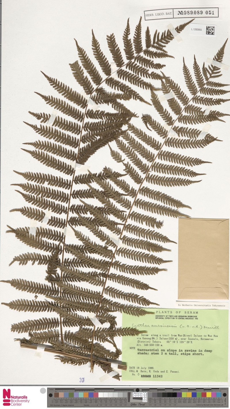Alsophila amboinensis
