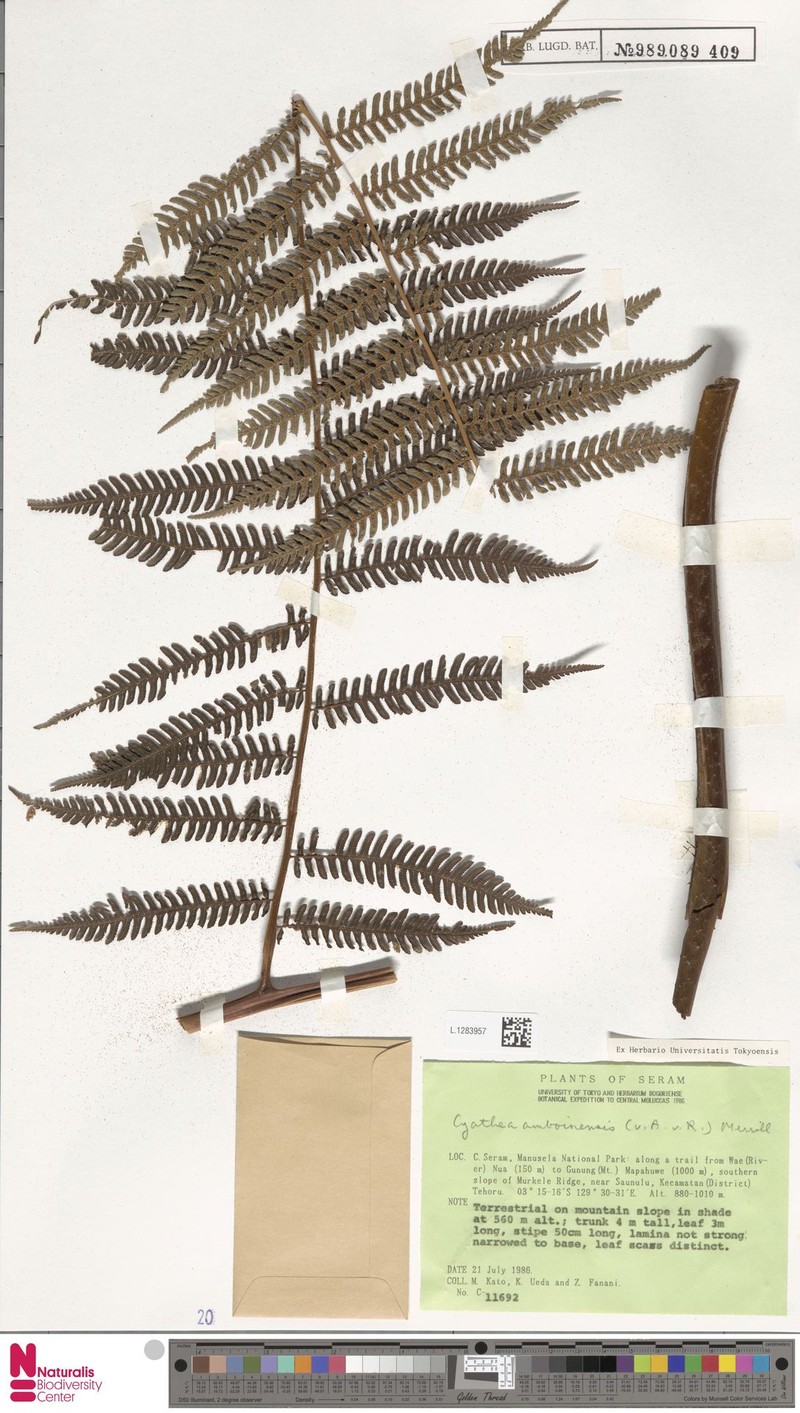 Alsophila amboinensis photo 3