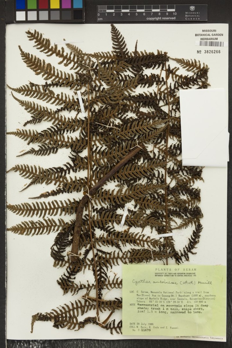 Alsophila amboinensis photo 4