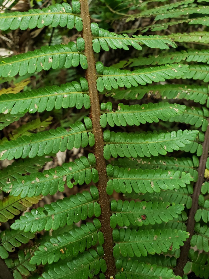 Forest Alsophila photo 2