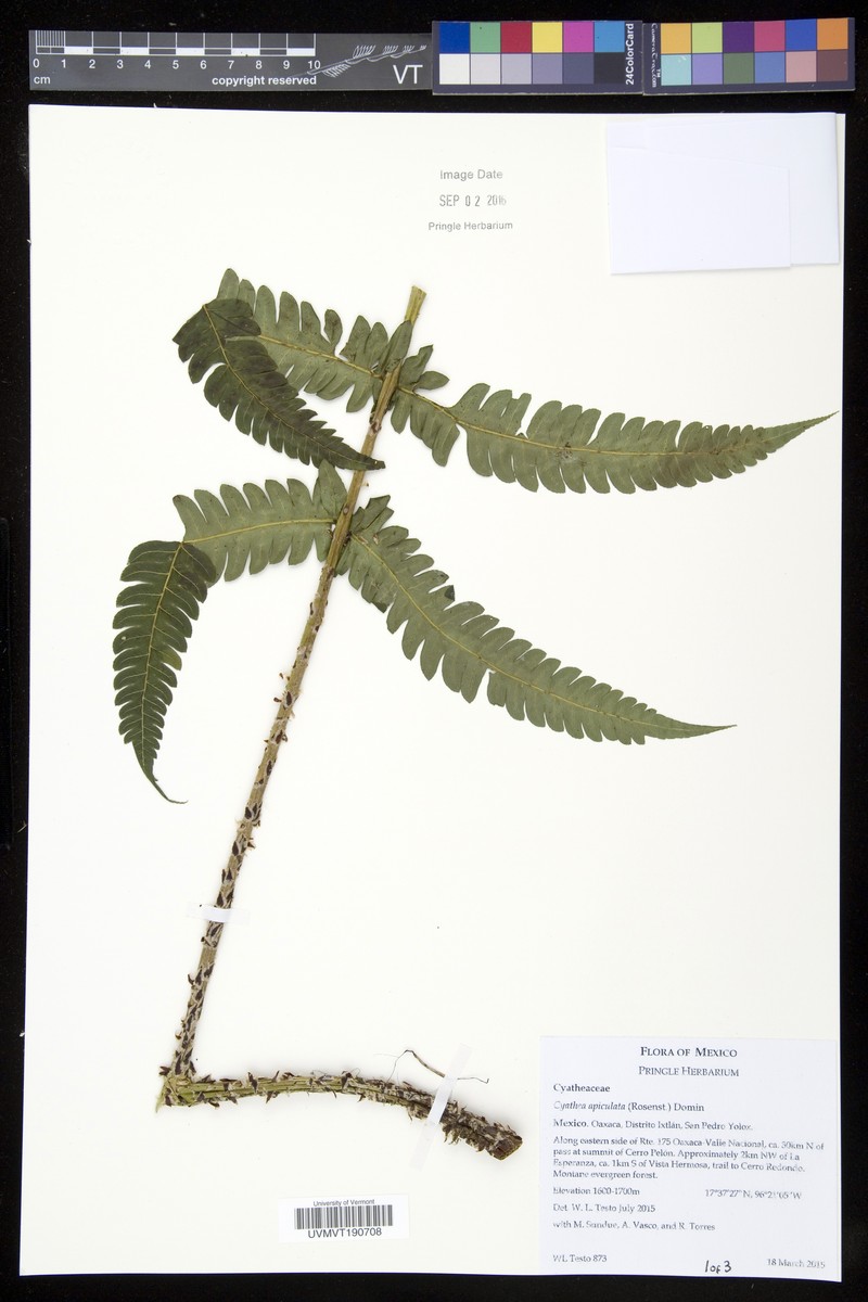 Alsophila apiculata