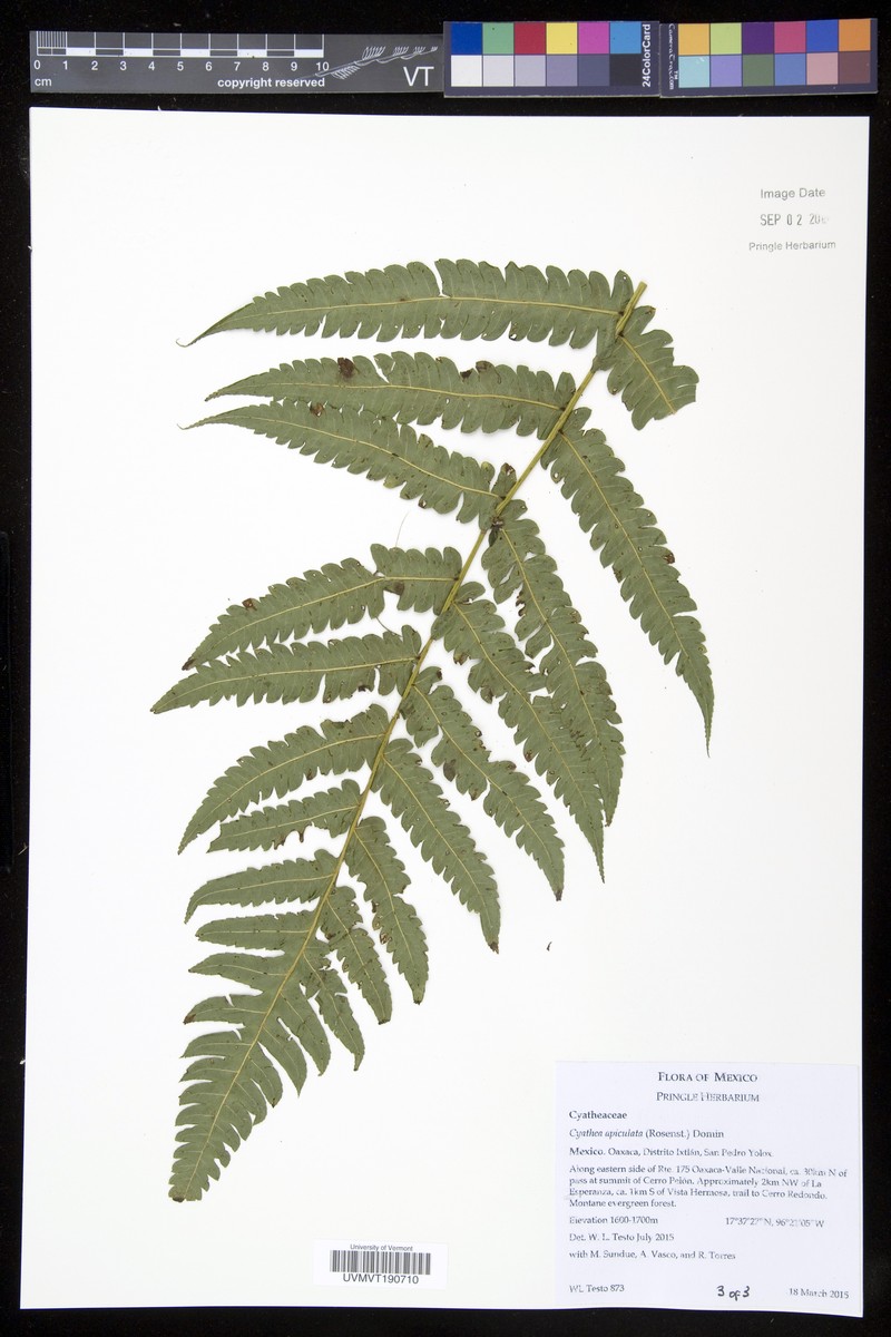 Alsophila apiculata photo 2