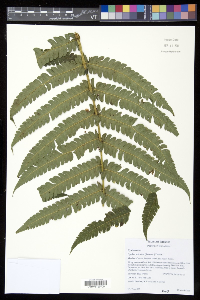 Alsophila apiculata photo 3