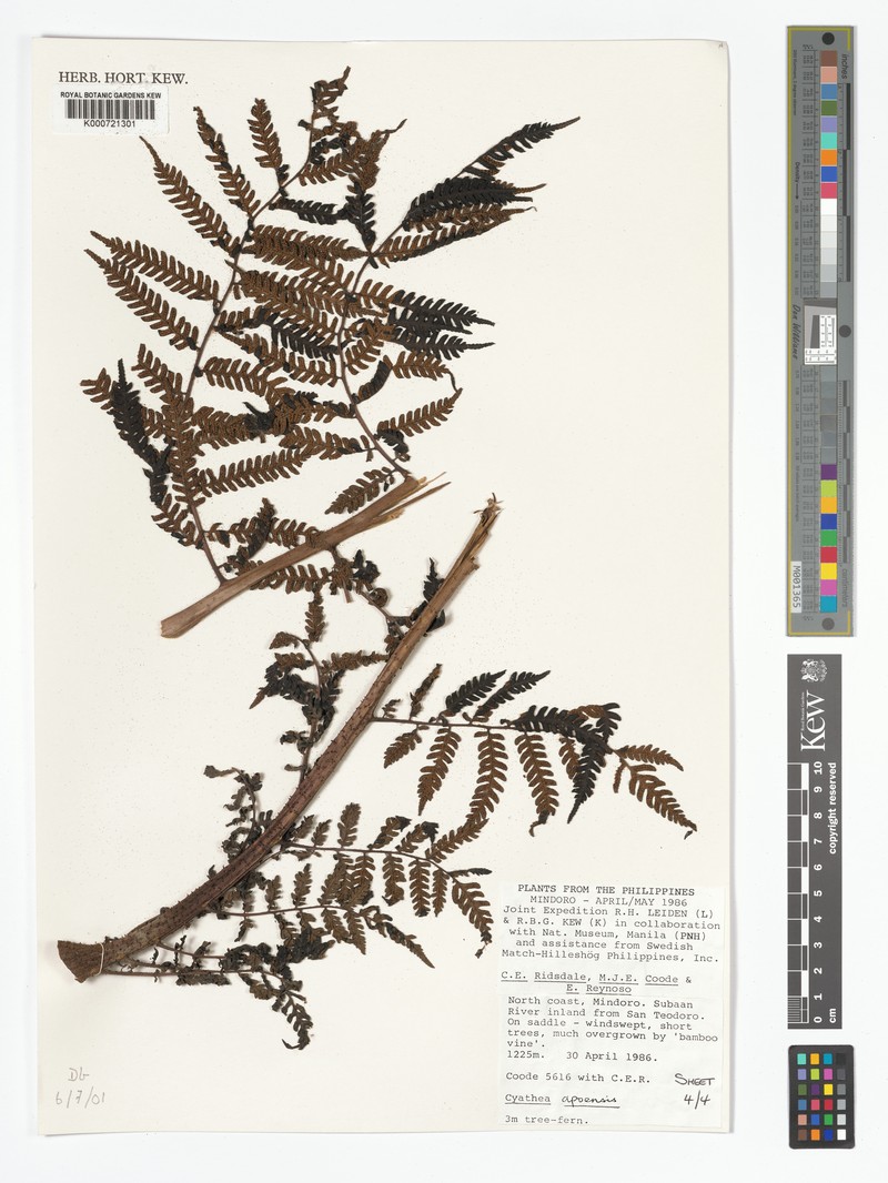 Alsophila apoensis