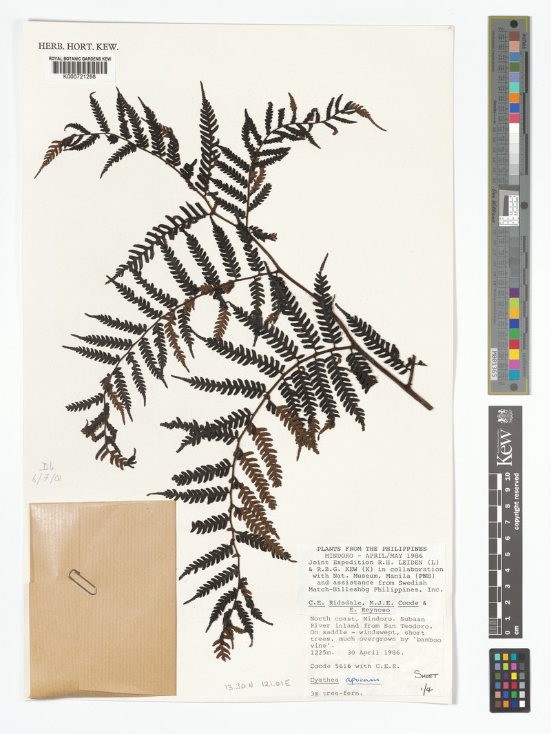 Alsophila apoensis photo 3
