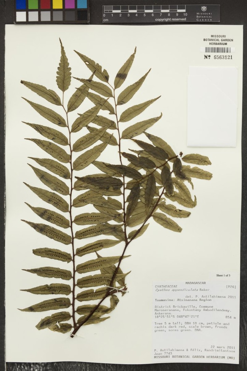 Alsophila appendiculata