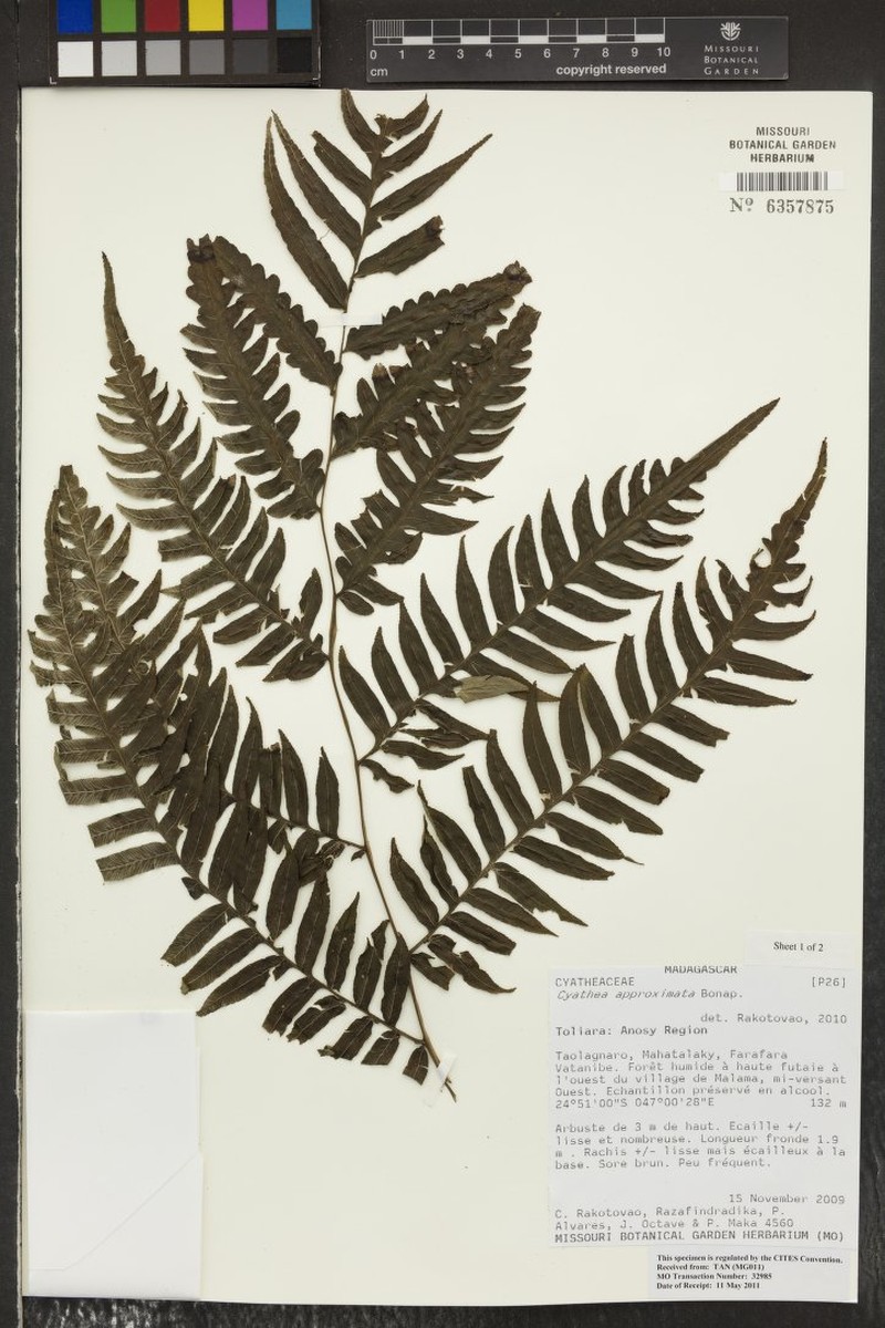 Alsophila approximata