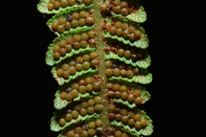 Alsophila archboldii