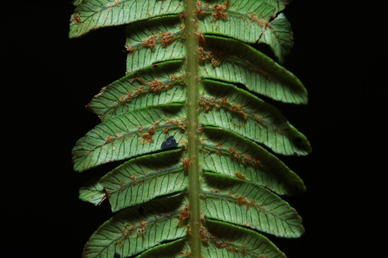 Alsophila archboldii photo 2