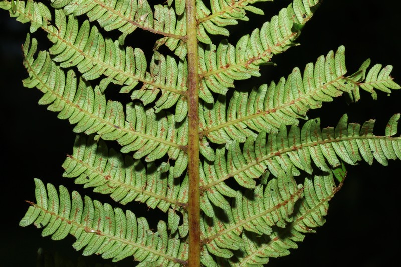 Alsophila archboldii photo 3