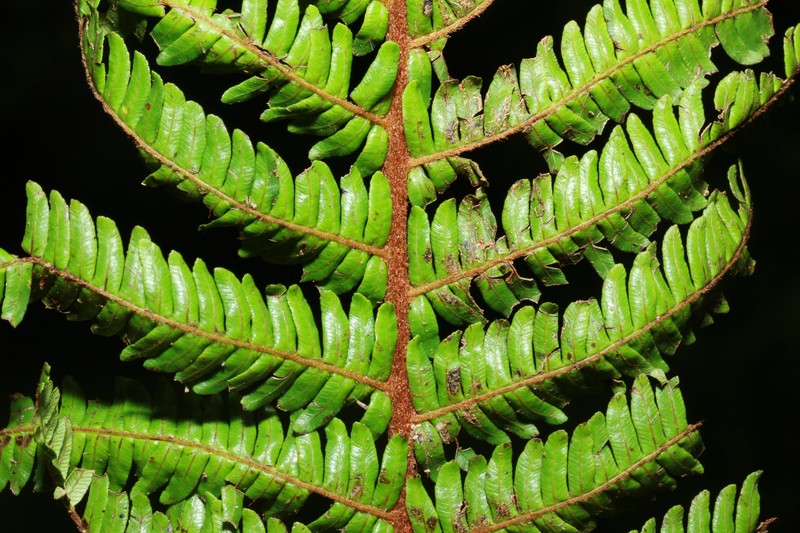Alsophila archboldii photo 4