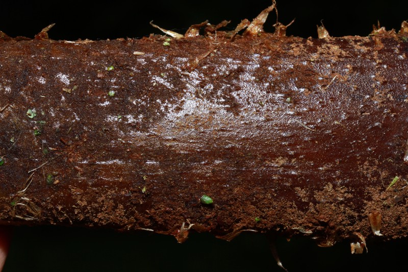 Alsophila archboldii photo 5