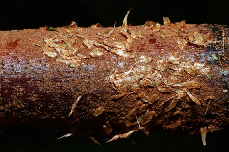 Alsophila archboldii photo 6