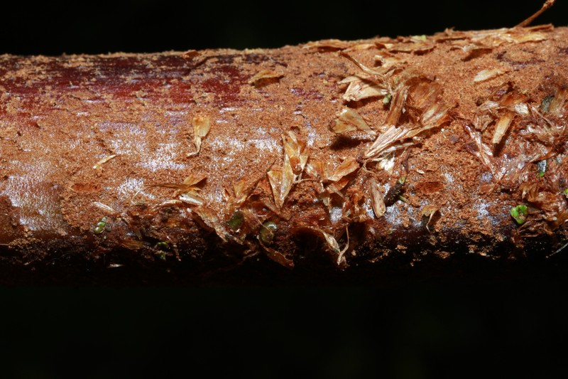 Alsophila archboldii photo 7